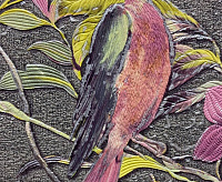 Обои Victoria Stenova Amazonia 989541