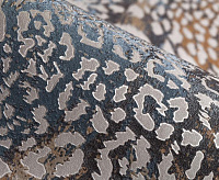 Обои Палитра PL71435-86 Irbis