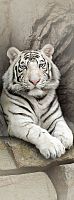 Фотообои Белый тигр (флизелин) Ф152 100*270 Delice Decor Тула 
