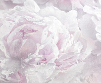 HC71995-15 Обои Home Color Pions (8) ВВ ГТ ФО 1,06*10м сн/пр