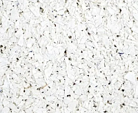 Жидкие обои Deziro 5кг ZR01-5000 оттенок белого