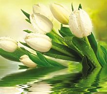 Фотообои Белые тюльпаны (флизелин) Ф033 300*270 Тула 
