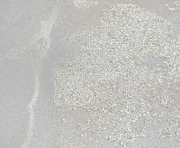 11367-04 Обои Бельканто