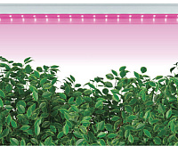 Светодиодный светильник для растений 14W пластик IP40 AL7000 сн/пр