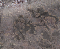 Обои Палермо фон черно-коричневый Victoria Stenova 888709 (6) сн/пр