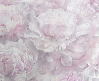 HC71995-15 Обои Home Color Pions (8) ВВ ГТ ФО 1,06*10м сн/пр