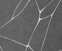 287249 Обои Ateliero Tempo (6)