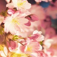 Вишневые цветы 91-0455-FE Фотообои DECOCODE (0,91*2,11) велвет